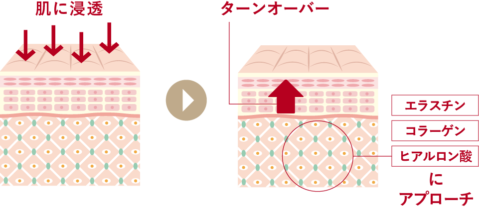 エラスチン、コラーゲン、ヒアルロン酸にアプローチ
